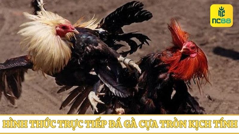 Đá gà trực tiếp cựa tròn