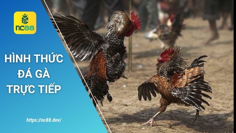 Đá gà trực tiếp