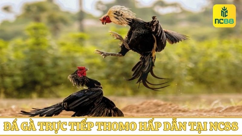 Đá gà trực tiếp Thomo