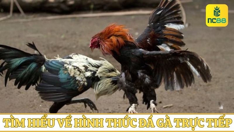 Đá gà trực tiếp