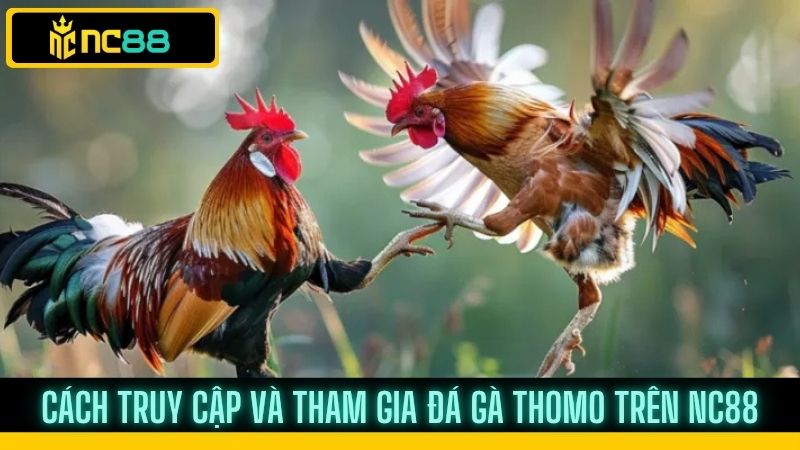 Đá gà trực tiếp thomo trên nền tảng nc88