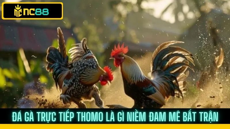 Đá gà trực tiếp thomo trên nền tảng nc88