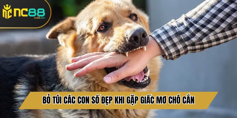 Bỏ túi các con số đẹp khi gặp giấc mơ chó cắn