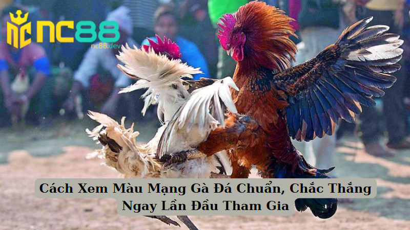 Xem Màu Mạng Gà Đá