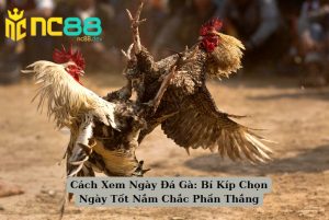Cách Xem Ngày Đá Gà