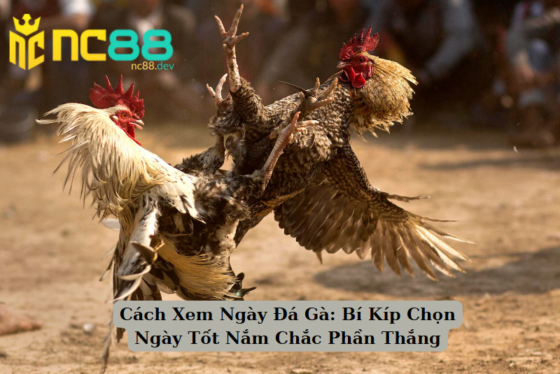 Cách Xem Ngày Đá Gà